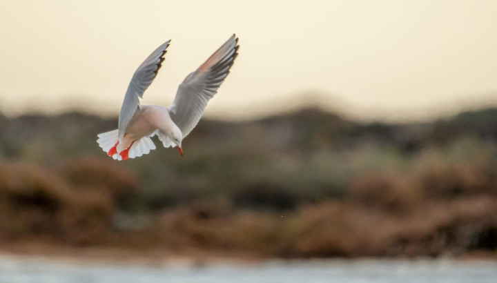Participer au comptage Oiseaux d’Eau Hivernants « Wetlands International » 2025